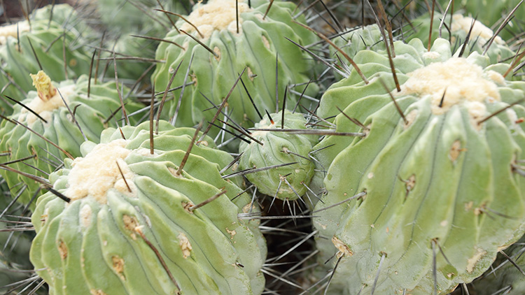 必見 サボテンの冬越しは意外と簡単 ポイントを押さえた冬の管理法 Copiapoaスタッフブログ