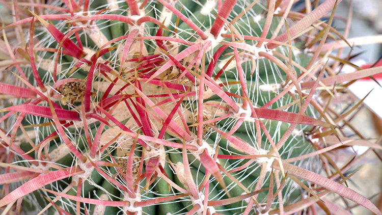 多肉植物がしわしわになる原因は 上手に育てるためのコツを解説 Copiapoaスタッフブログ