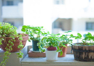 観葉植物の冬の寒さ対策とは 室内に入れただけじゃダメ サボテン販売のcopiapoa スタッフブログ