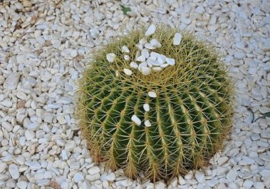 サボテンにカビが生えたらどうすればいい カビ対策の豆知識 Copiapoaスタッフブログ