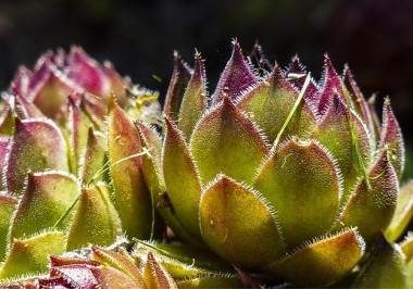 サボテンと多肉植物の違いって ポイントはとげが生える場所 Copiapoaスタッフブログ