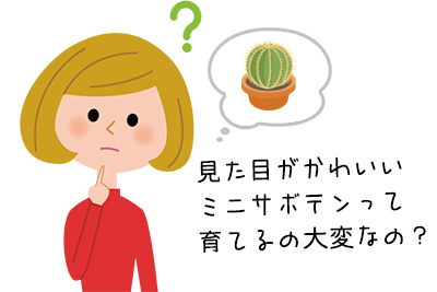 ミニサボテンを育てたい 植え替え 育て方を徹底解説 サボテン販売のcopiapoa スタッフブログ