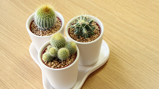 ミニサボテンを育てたい 植え替え 育て方を徹底解説 Copiapoaスタッフブログ