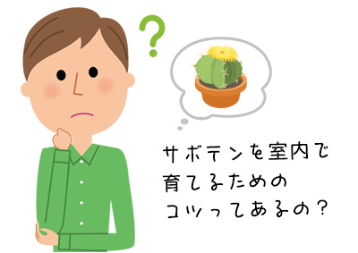 サボテンを室内で育てたい人必読 育て方のコツを詳しく解説 Copiapoaスタッフブログ