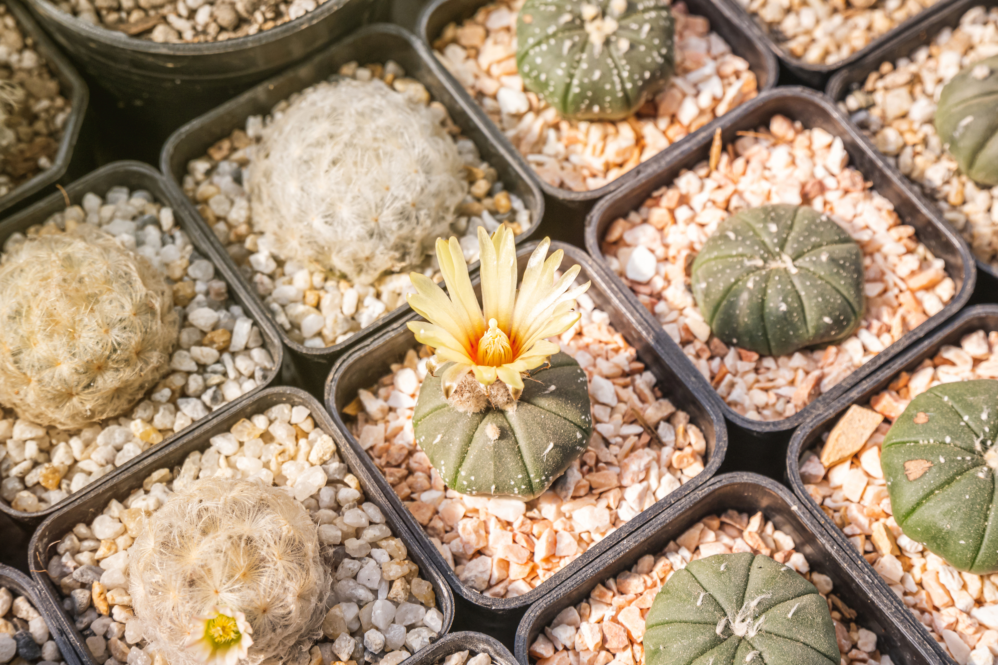 サボテン用の砂はどんなものがいい 植え替えで失敗しないポイント サボテン趣味ブログ