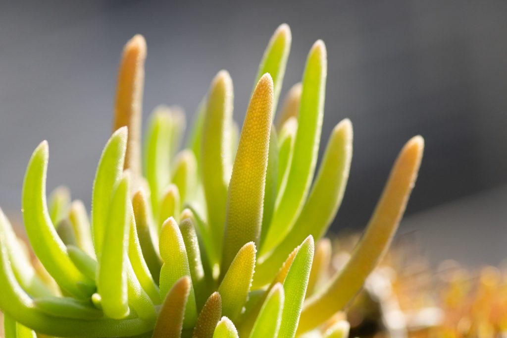 多肉植物が伸びすぎてしまう！ 徒長の原因や対策方法を解説