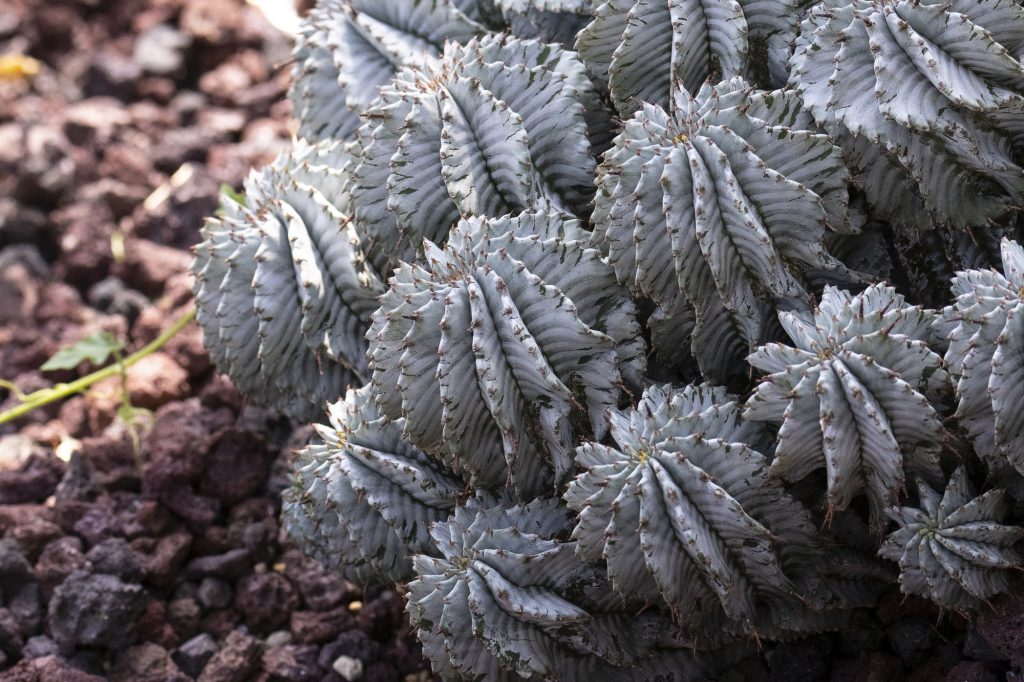 多肉植物の剪定方法を紹介！ うまく剪定する方法やコツは？