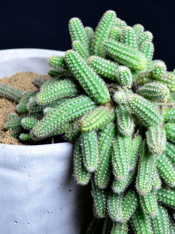 サボテン 白檀 Copiapoa