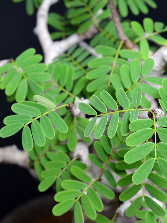 センナ メリディオナリス 価格10 000円 50 000円 Copiapoa センナ メリディオナリス 価格10 000円 50 000円 Copiapoa