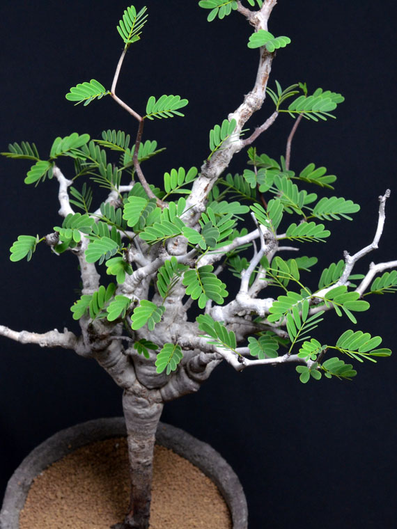 その他の植物 センナ メリディオナリス Copiapoa