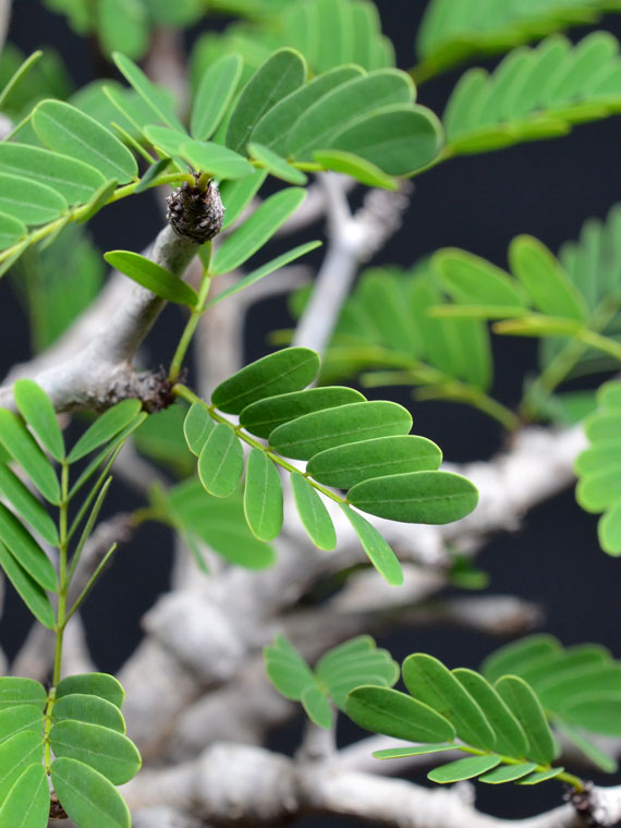 センナ メリディオナリス 価格10 000円 50 000円 Copiapoa センナ メリディオナリス 価格10 000円 50 000円 Copiapoa