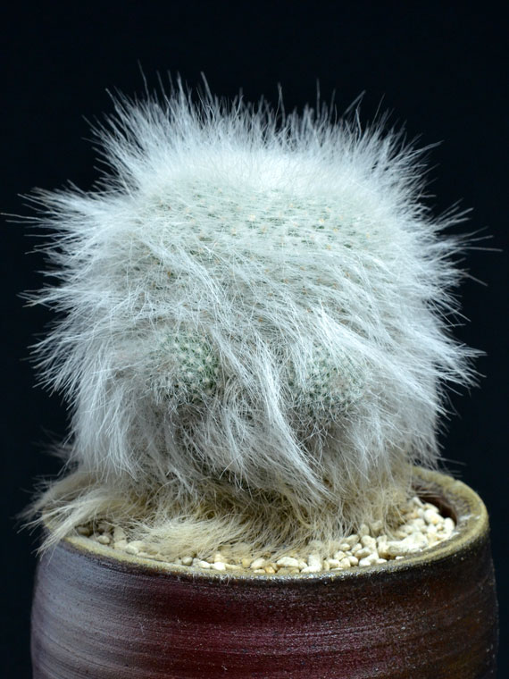 サボテン 玉翁殿 Copiapoa
