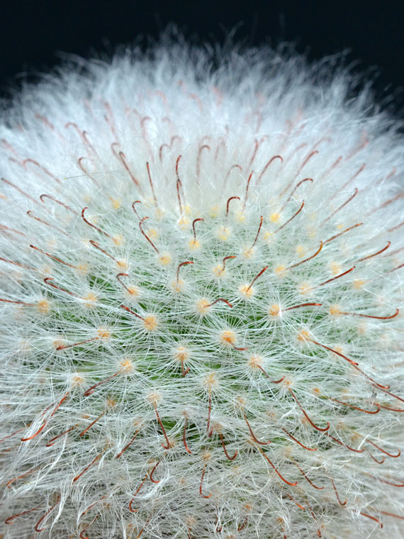 サボテン 高砂殿 Copiapoa