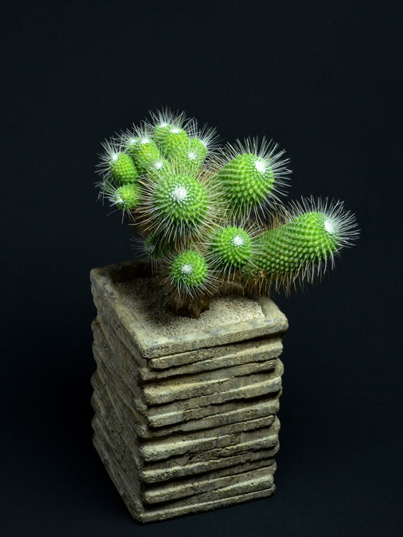 サボテン ピコ Copiapoa