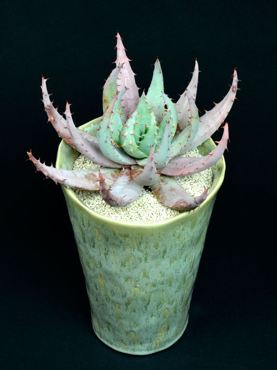 その他の植物 アロエ ペグレラエ Copiapoa