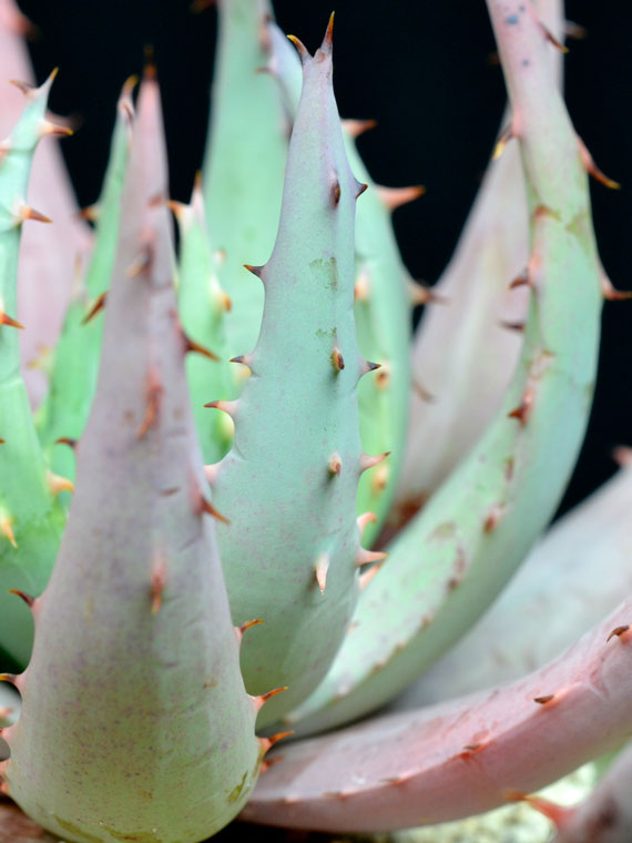 その他の植物 アロエ ペグレラエ Copiapoa その他の植物 アロエ ペグレラエ Copiapoa