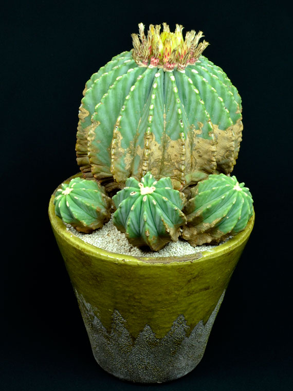 サボテン 刺無王冠竜 Copiapoa サボテン 刺無王冠竜 Copiapoa