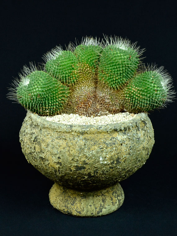 サボテン ピコ綴化 015 Copiapoa