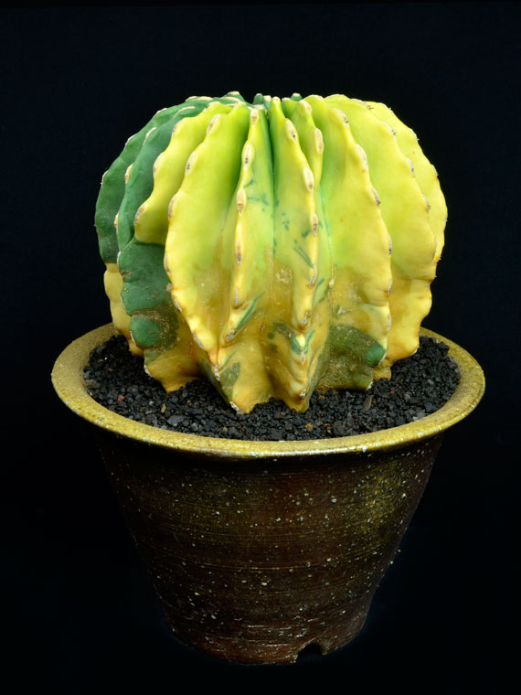 サボテン 刺無王冠竜錦 Copiapoa サボテン 刺無王冠竜錦 Copiapoa