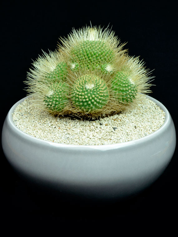 サボテン ピコ Copiapoa