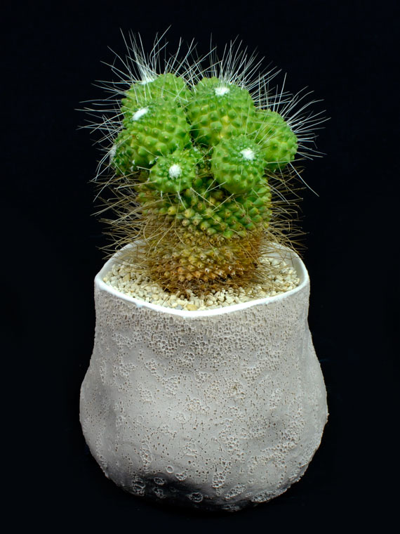 サボテン ピコ Copiapoa