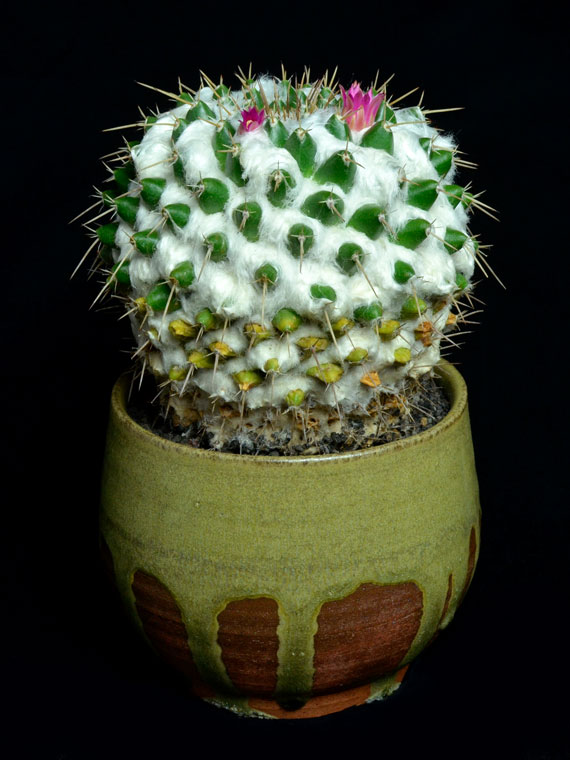 サボテン 綿金剛 025 Copiapoa