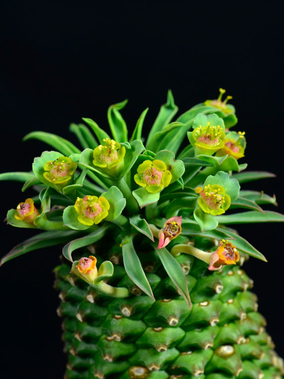 ユーフォルビア 峨眉山鉄甲 Copiapoa