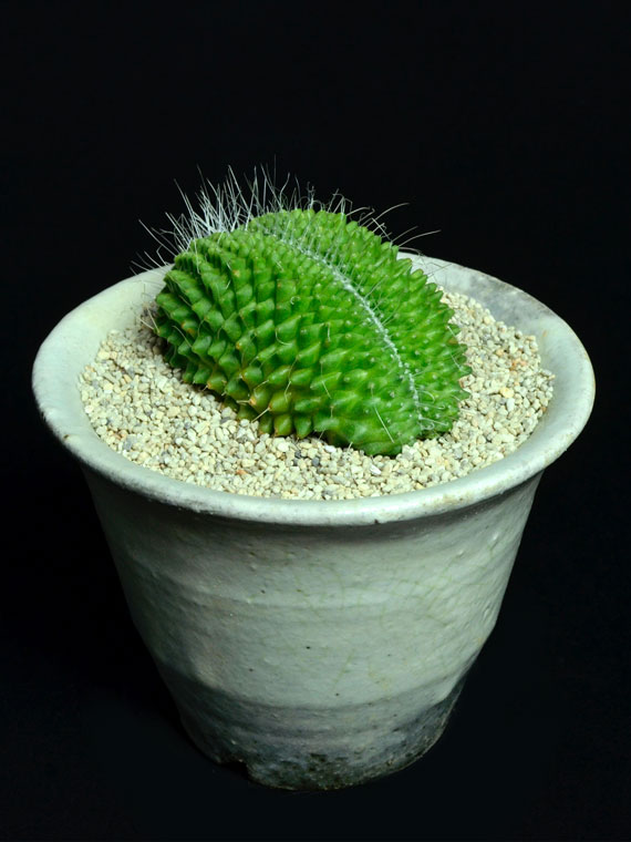 サボテン ピコ綴化 Copiapoa