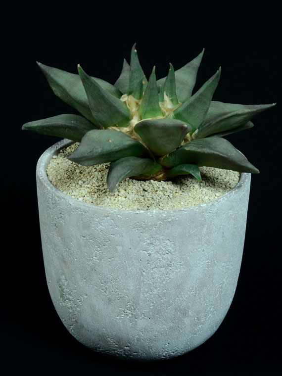 サボテン 玉牡丹 Copiapoa