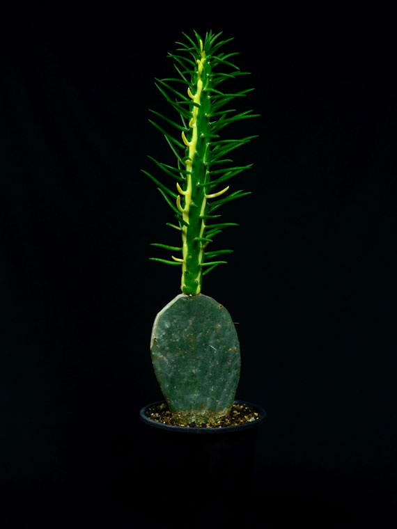 サボテン 将軍錦 Copiapoa