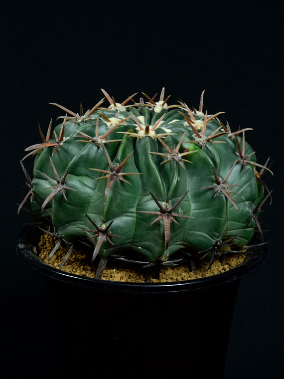 サボテン 大綾波 Copiapoa