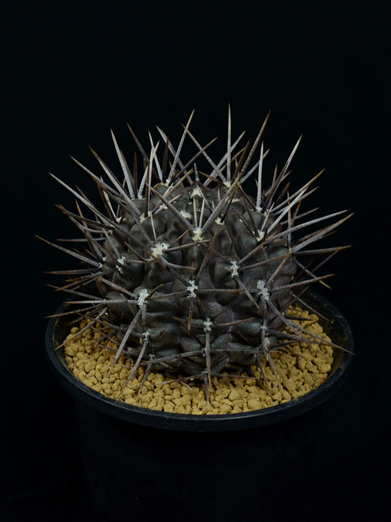 サボテン 九紋竜 Copiapoa サボテン 九紋竜 Copiapoa