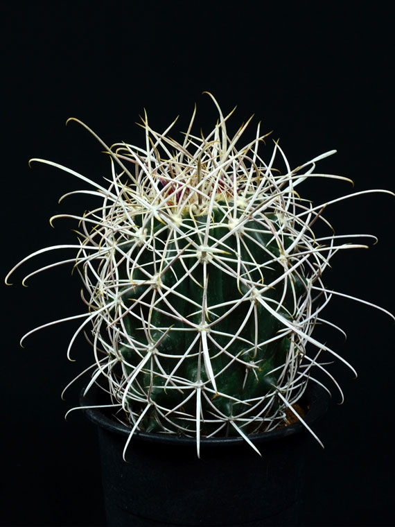 サボテン 白鳥丸 Copiapoa