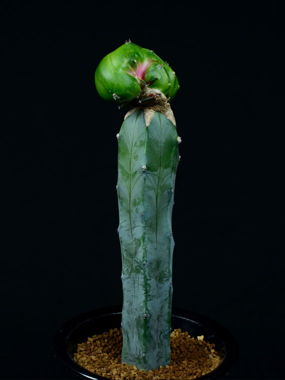 サボテン 花牡丹x竜神木 キメラ 047 Copiapoa サボテン 花牡丹x竜神木 キメラ 047 Copiapoa