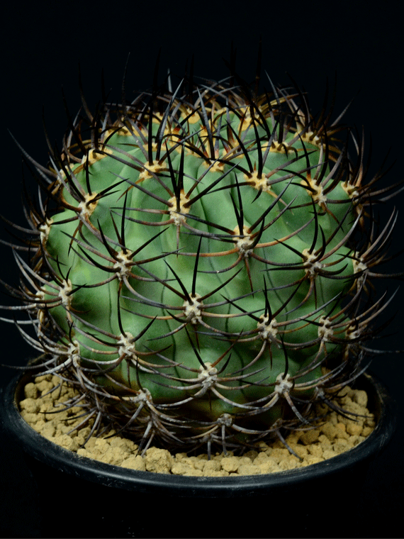 サボテン エリオシケ 五百津玉 強棘