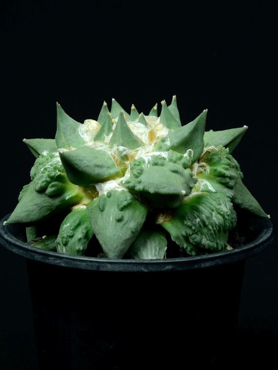 サボテン 花牡丹カリフラワータイプ Copiapoa